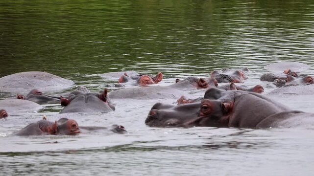 A bloat of hippos cool off in river in Kruger Natl Park, close up view