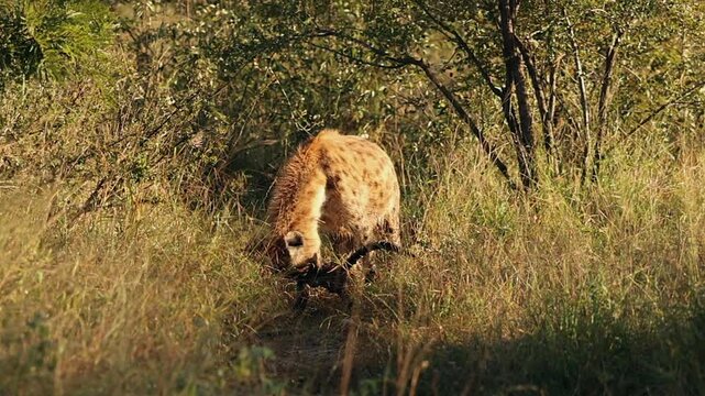 Spotted hyena chews on impala skull in golden hour side lighting