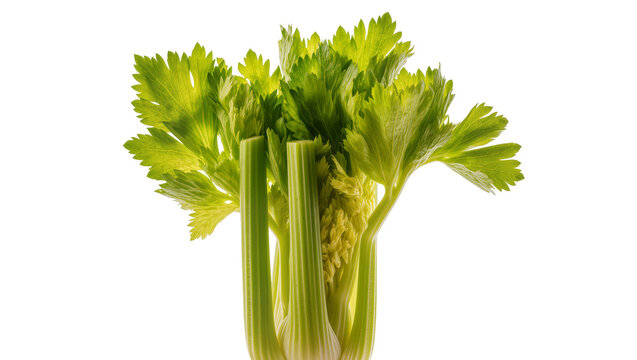 Fresh green celery stalks with leaves