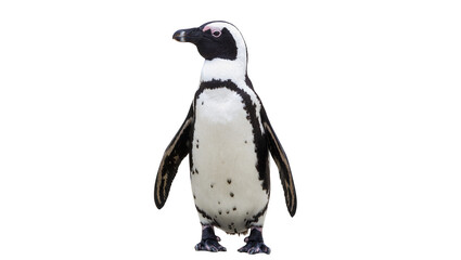 African Penguin standing upright black and white plumage, pink eye markings © Isabel