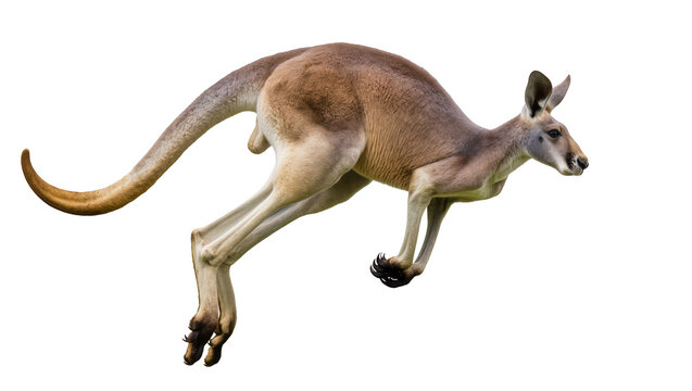 Red kangaroo leaping with powerful legs and long tail