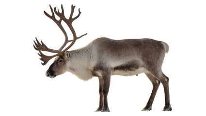 Reindeer with large antlers standing profile view © Michal