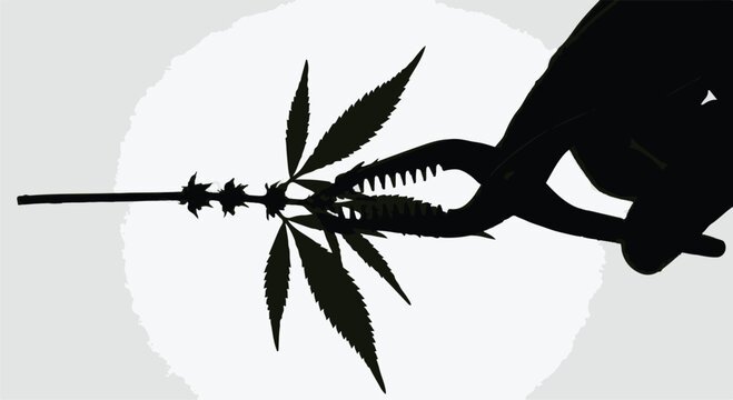 Silhouette of a hand using pliers to cut a cannabis plant branch