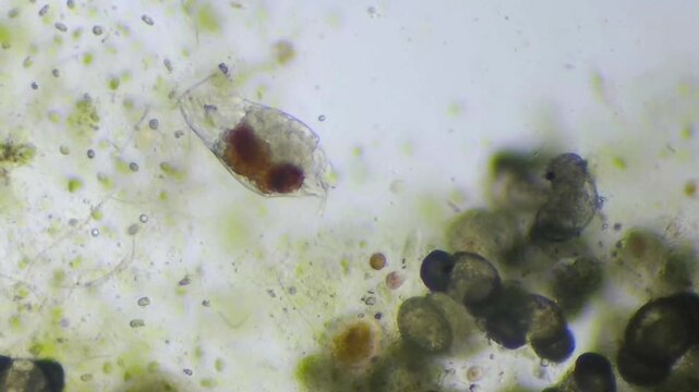 Microscopic view of a rotifer microorganism with visible red internal structures surrounded by green algae