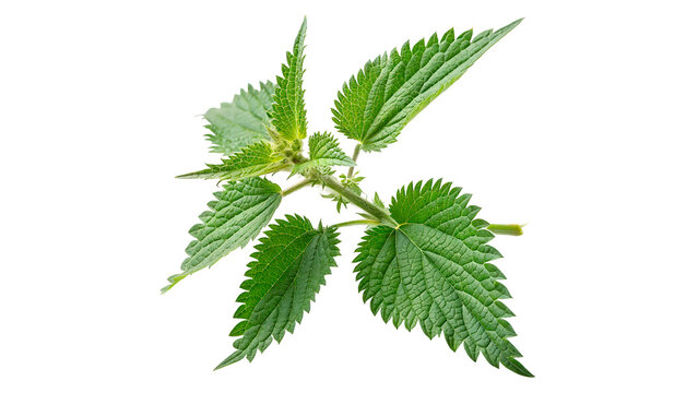Fresh green stinging nettle plant branch with vibrant leaves isolated on transparent background