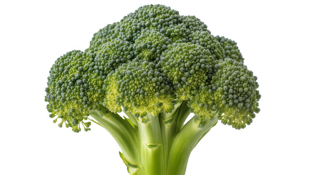 Fresh green broccoli head with thick stem