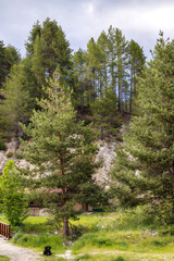 Obraz premium black dog lying down, pine forest and mountain
