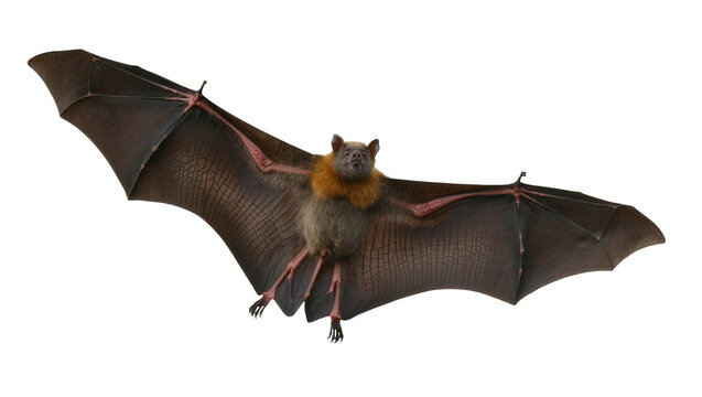 Flying bat with spread wings and furry chest