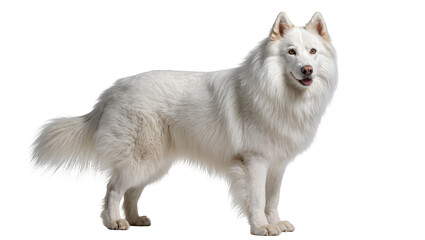 White fluffy dog standing, looking forward © Miguel