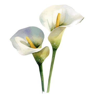 watercolor of Arum Lily, vector, isolated on a white background.
