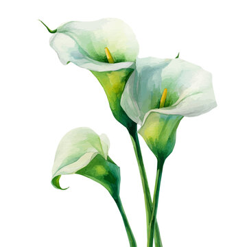 Arum Lily, watercolor drawing vector, isolated on a white background.