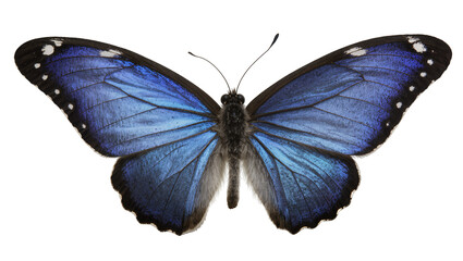 Blue Morpho Butterfly with Iridescent Wings and White Spots © Miguel