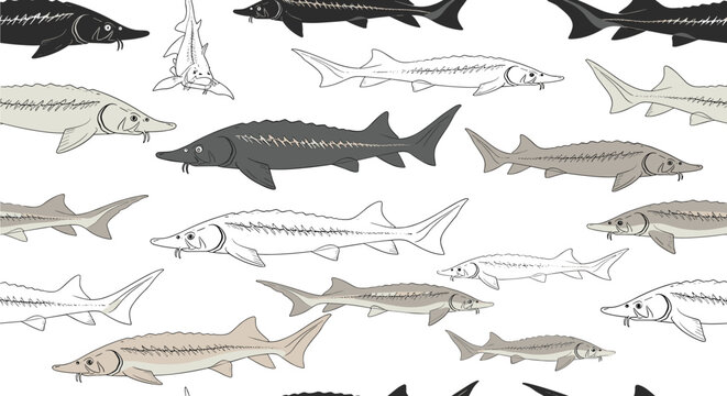 Seamless pattern of different types of sturgeon fish in black, white, and grey sketches swimming across a white background.