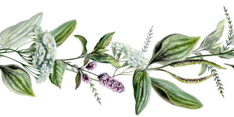 Yarrow, plantain and mint seamless border watercolor illustration. Repeating ribbon pattern with medicinal herbs for pharmacy banner decoration, web header and organic cosmetic packaging design © AnKa