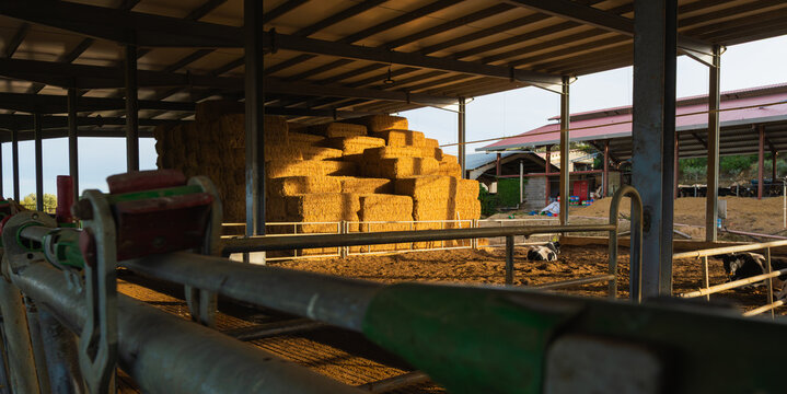 Barn interior with hay bales and resting cows