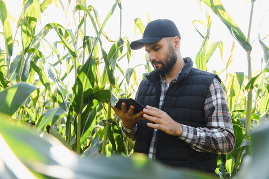 Farmer analyzing cornfield data using digital tablet
