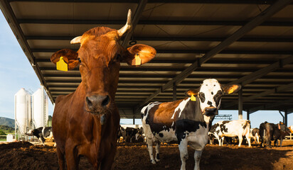 Dairy cows standing in a modern farm barn © ALIDA