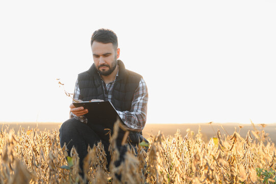 Agronomist inspecting soybean crop yields during sunset