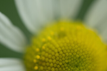 blume gänseblümchen natur pflanze nah makro © fotorena.de