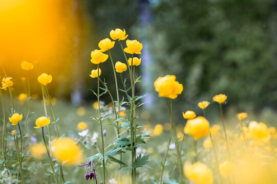 Yellow globeflowers blooming in northern meadow with soft bokeh background in summer