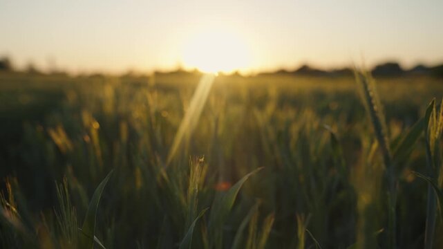 A close-up of growing green rye in a field at sunset. The grain sprouts sway in the wind, caught by the sun's rays. Concept for growing grain. Tertiary crops grow in summer