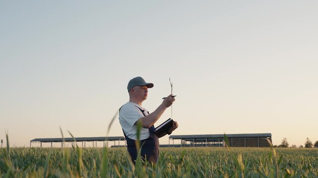 Agronomist in grain field checks and analyzes ears of grain for maturity and grain fill during drought. Challenges of farming under unstable climates and dry summers. Struggle for harvest. Agriculture