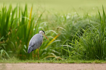 Fototapeta premium Majestic Gray Heron Hunting for Fish in Pristine Summer Nature