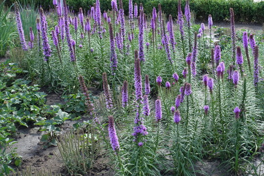 Purple star-like blossoms of Liatris spicata arranged around a long upright bottlebrush spire in July