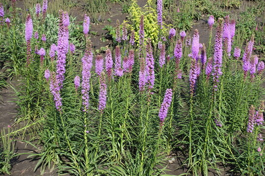 Purple star-like blossoms of Liatris spicata arranged around a long upright bottlebrush spire in July