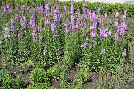 Purple star-like blossoms of Liatris spicata arranged around a long upright bottlebrush spire in July