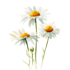 Fototapeta premium Chamomile, watercolor drawing vector, isolated on a white background.