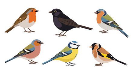 Collection of Six Colorful European Garden Birds Illustration © an