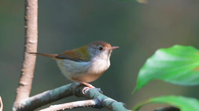 Close up portrait of a tiny cute wild bird perching calmly on a thin tree branch against a beautiful smooth blurred natural background.