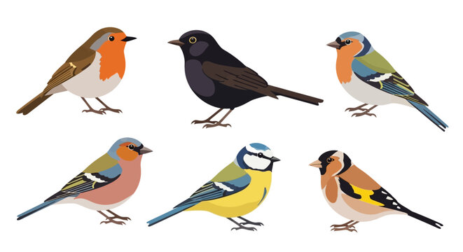 Collection of Six Colorful European Garden Birds Illustration