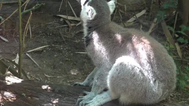 ring tail lemur catta in the zoo