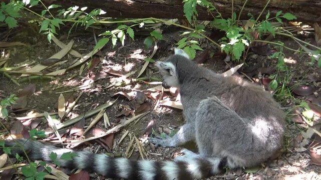 lemur on a tree