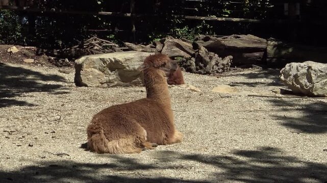 Brown ilama on the grass