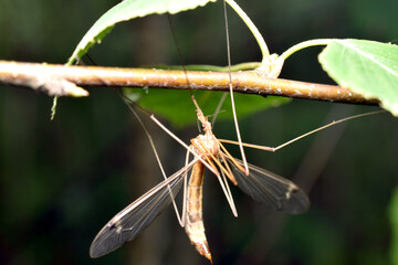 The crane fly. Adults feed on nectar or dew, and their lifespan is very short. © Михаил Жигалин