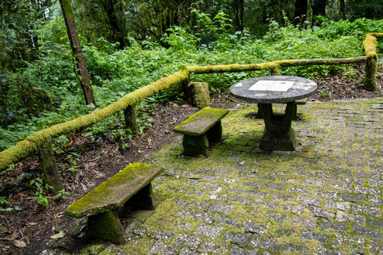 A moss-covered stone picnic table and benches in a lush, green forest clearing in Doi Inthanon National Park, Thailand. This tranquil spot offers a place for rest and reflection amidst nature.
