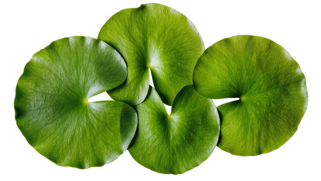 Green lily pads overlapping on white