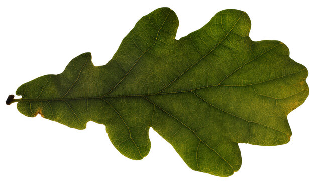 Green oak leaf with visible veins and lobed edges