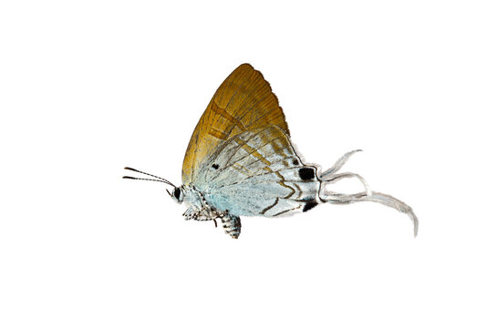Hypolycaena erylus Butterfly.  isolated on white background. Detailed Macro Photography