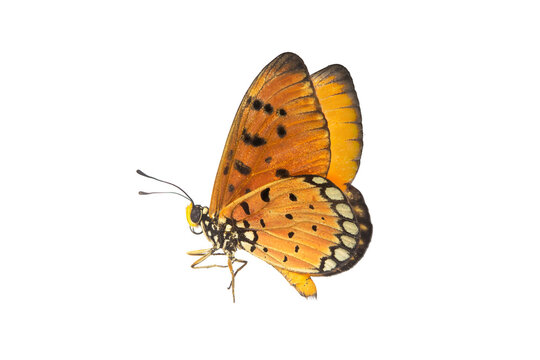 Beautiful butterfly flying isolated on white background. Tawny Coster (Acraea violae) ,Acraea terpsicore, the tawny coster, is a small, Use for graphics or advertising design.