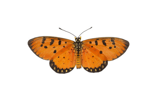 Beautiful butterfly flying isolated on white background. Tawny Coster (Acraea violae) ,Acraea terpsicore, the tawny coster, is a small, Use for graphics or advertising design.