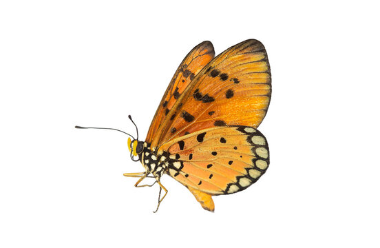 Beautiful butterfly flying isolated on white background. Tawny Coster (Acraea violae) ,Acraea terpsicore, the tawny coster, is a small, Use for graphics or advertising design.