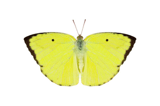 yellow Butterfly. Mottled Emigrant isolated on white background. Detailed Macro Photography.