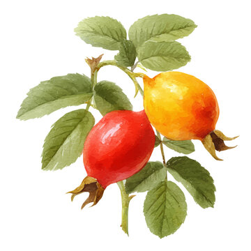 Dog Rose Hip, watercolor drawing vector, isolated on a white background.