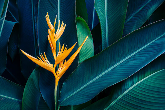 Tropical flower Heliconia in exotic garden with vibrant orange and blue tones