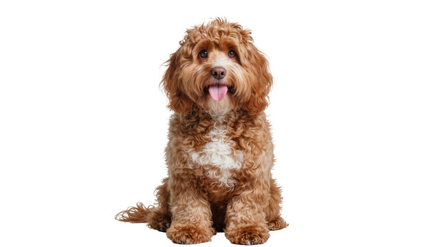 Fluffy brown cockapoo dog sitting with tongue out