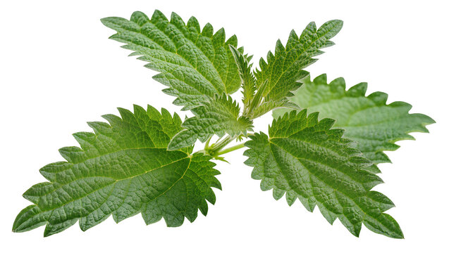 Green stinging nettle plant leaves with serrated edges